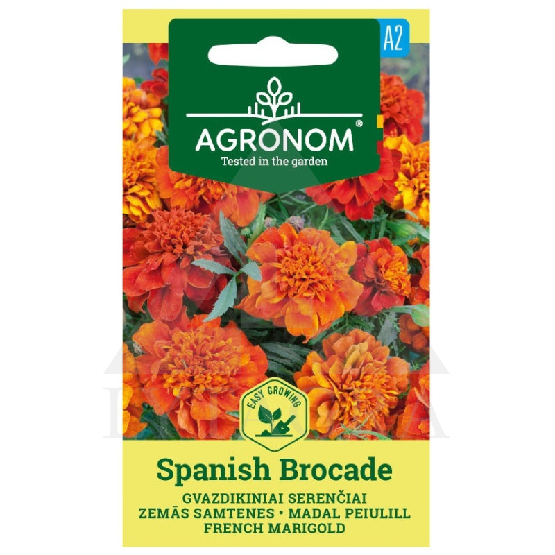 AGR SERENČIAI GVAZDIKINIAI SPANISH BROCA
