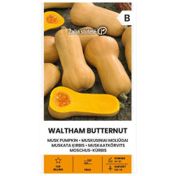 VL MOLIŪGAI MUSKUS WALTHAM BUTTERNUT
