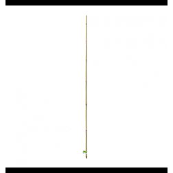 Bambukinė lazda 180CM