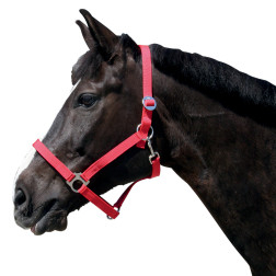 Apynasris arkliui Classic Nr. 3