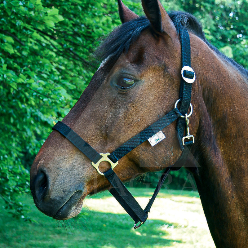 Apynasris CLASSIC Nr. 3