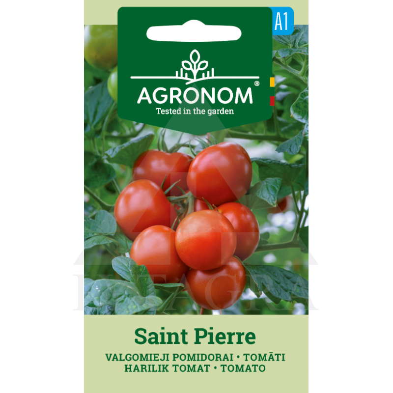 AGR POMIDORAI VALGOM. SAINT PIERRE