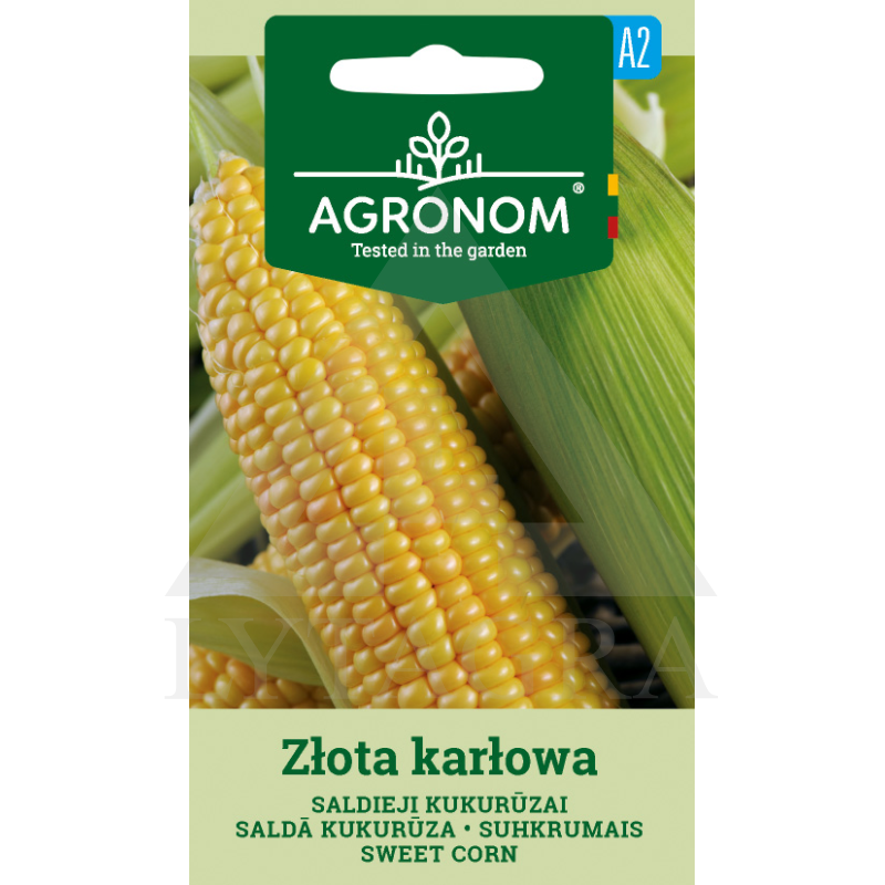 AGR KUKURŪZAI SALDIEJI ZLOTA KARLOWA