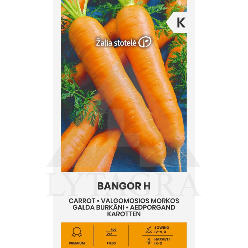 VL MORKOS VALG. BANGOR H 1G