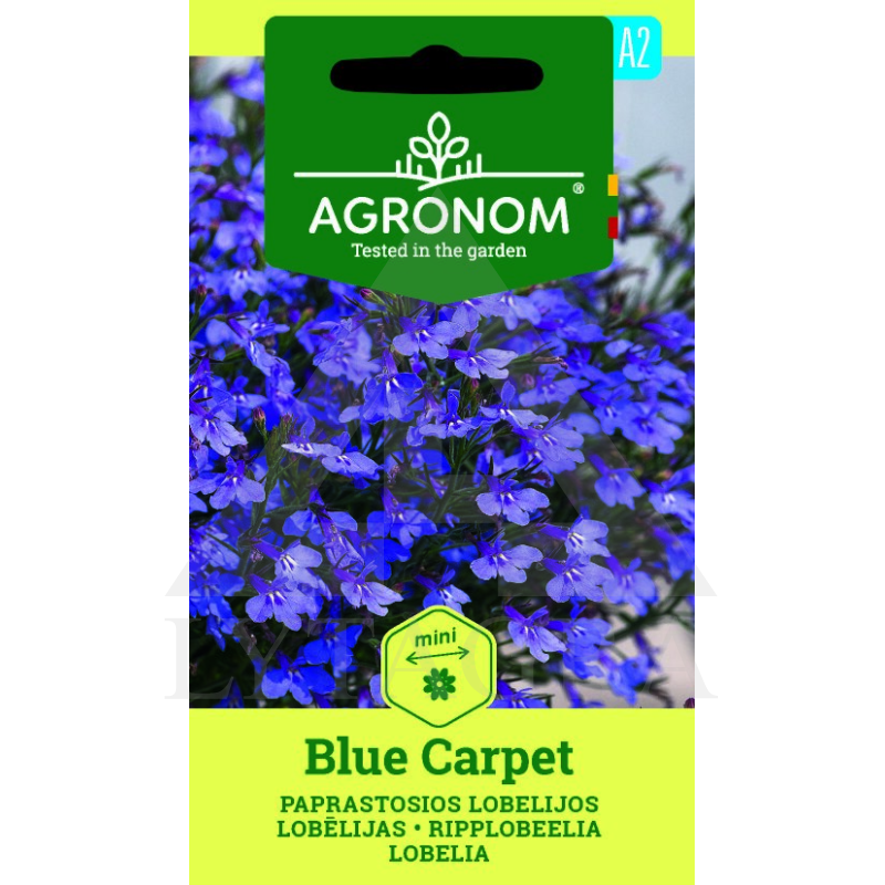 AGR LOBELIJOS PAPRASTOSIOS BLUE CARPET