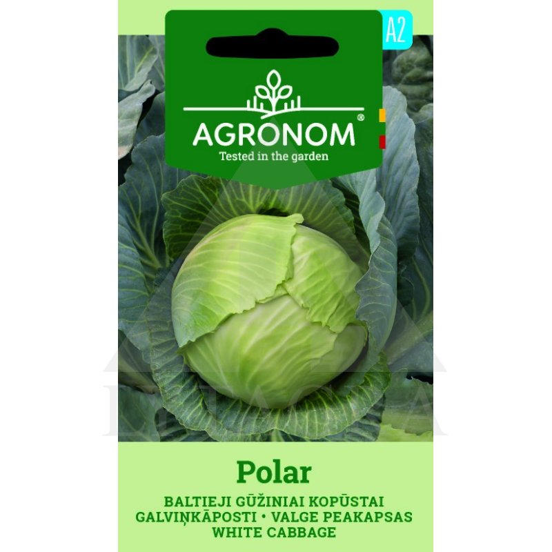 AGR KOPŪSTAI B.G POLAR 2G