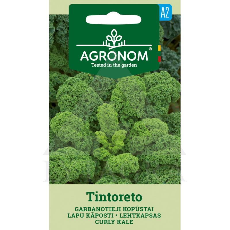 AGR KOPŪSTAI LAPINIAI TINTORETO