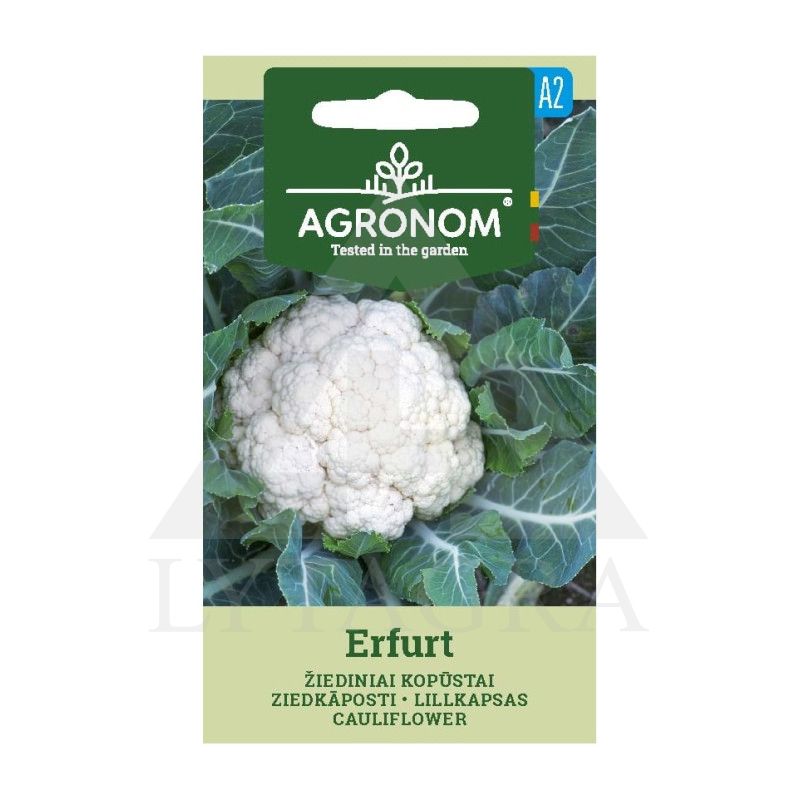 AGR KOPŪSTAI ŽIEDINIAI ERFURT